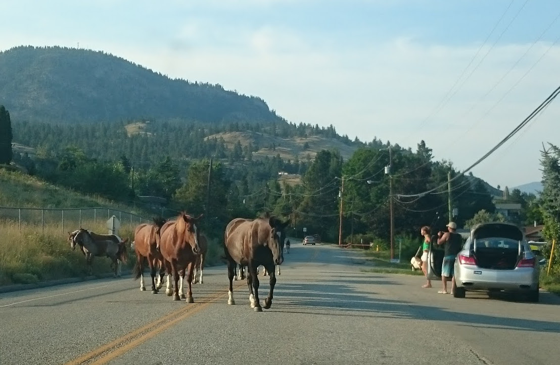 Horses on road